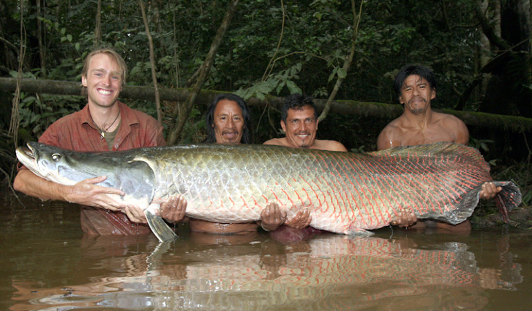 Jakub Vágner fing auf seiner Amazonas-Tour diesen mehr als zwei Meter langen Arapaima. Foto: Jakub Vágner