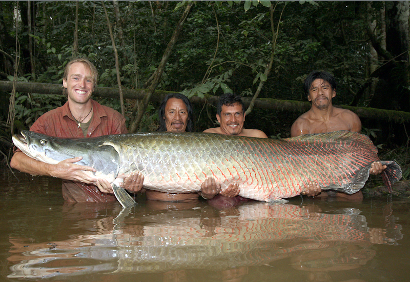Jakub Vágner fing auf seiner Amazonas-Tour diesen mehr als zwei Meter langen Arapaima. Foto: Jakub Vágner