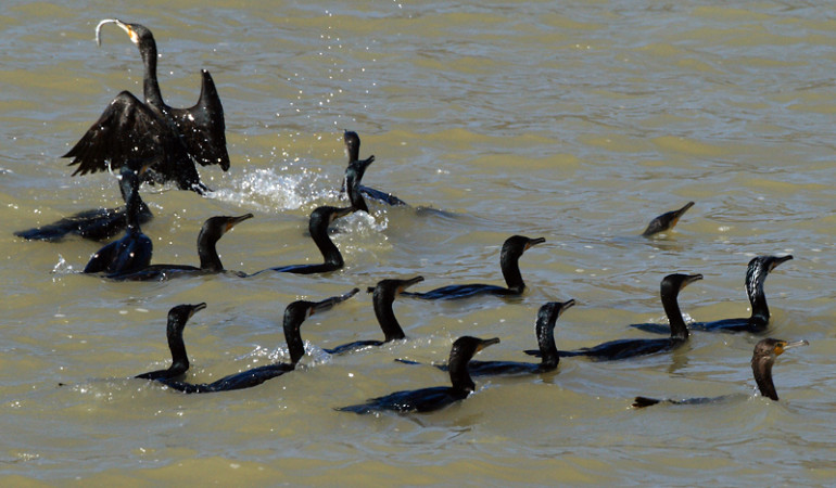 Der Kormoran ist vielen Anglern und Berufsfischern ein Dorn im Auge. Foto: O. Portrat