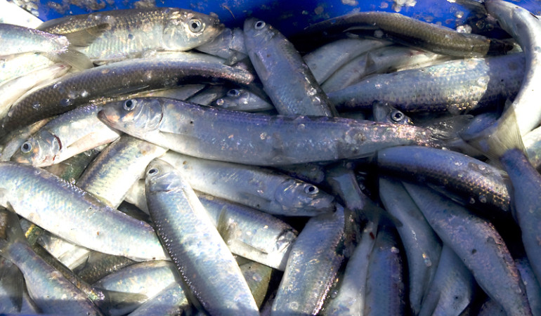 Mecklenburg-Vorpommerns Küstenfischer fingen reichlich Heringe. Foto: C. Hellwig