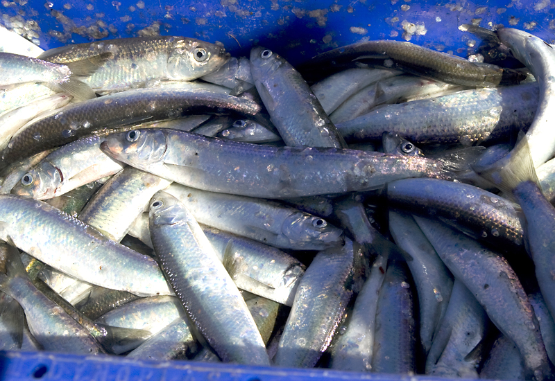 Mecklenburg-Vorpommerns Küstenfischer fingen reichlich Heringe. Foto: C. Hellwig