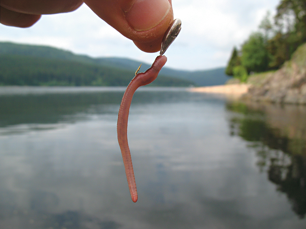 Klein, unscheinbar aber sehr fängig im Schluchsee: Mormyschka mit Wurm.