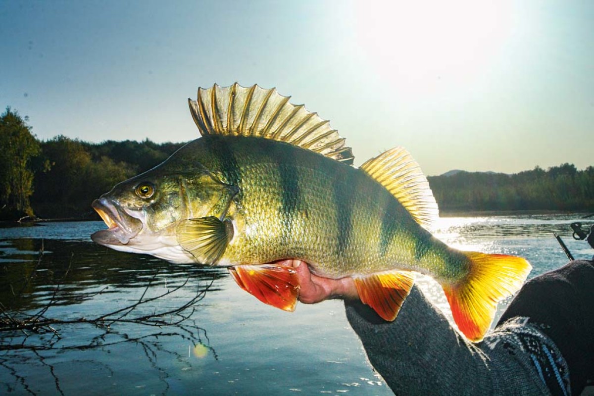 Ein Angler hält einen frisch gefangenen Flussbarsch in die Kamera. Im Hintergrund ist ein Fluss zu erkennen.