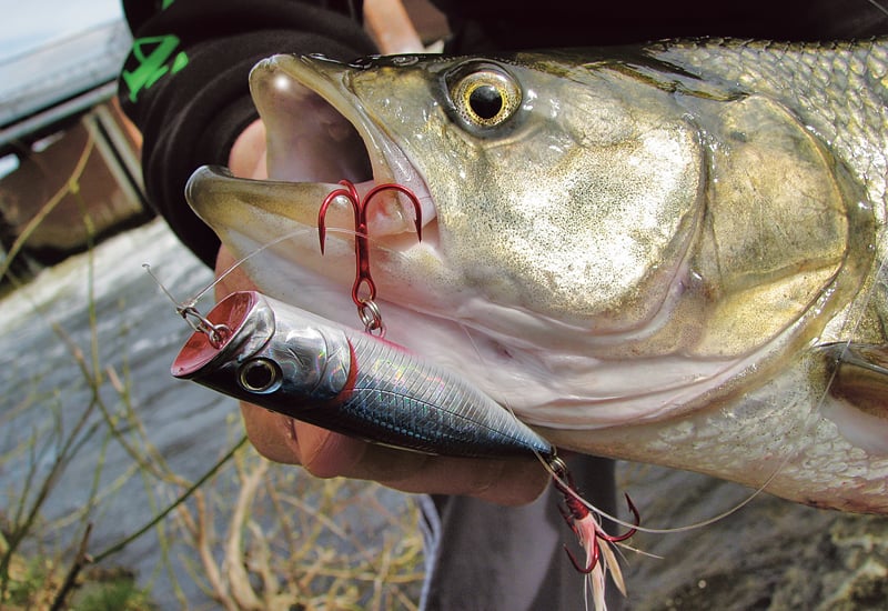 Der Rapfen ist bekannt für aggressive Bisse auf Popper oder Stickbaits. Foto: BLINKER/Ch. Görg