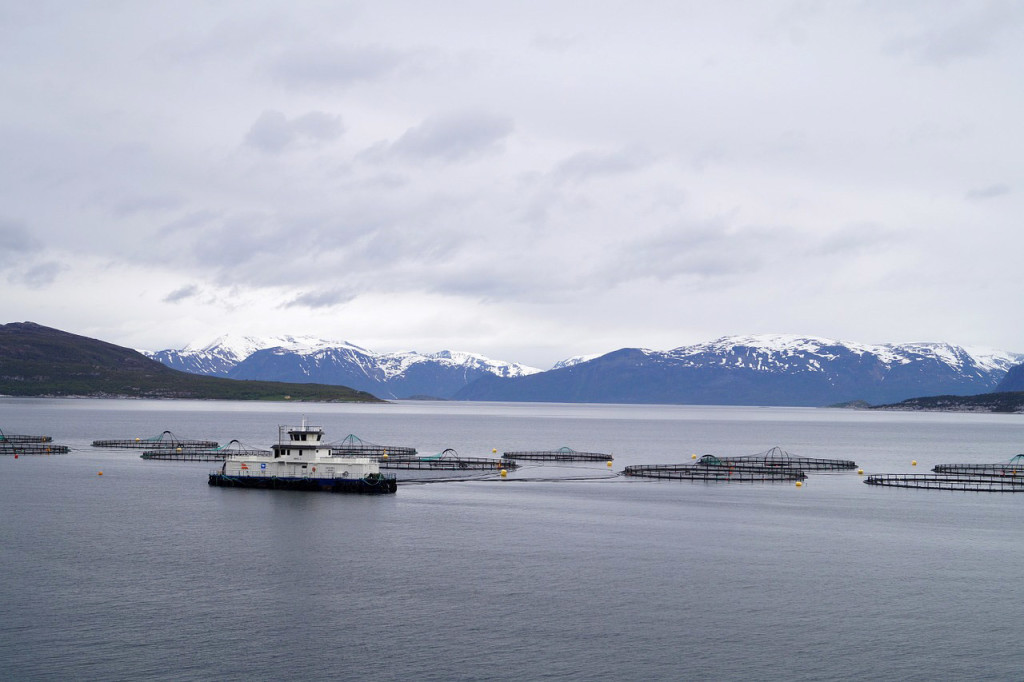 Lachsfarmen in Norwegen sind wahre Brutstätten für Lachsläuse. Foto: pb/ privat