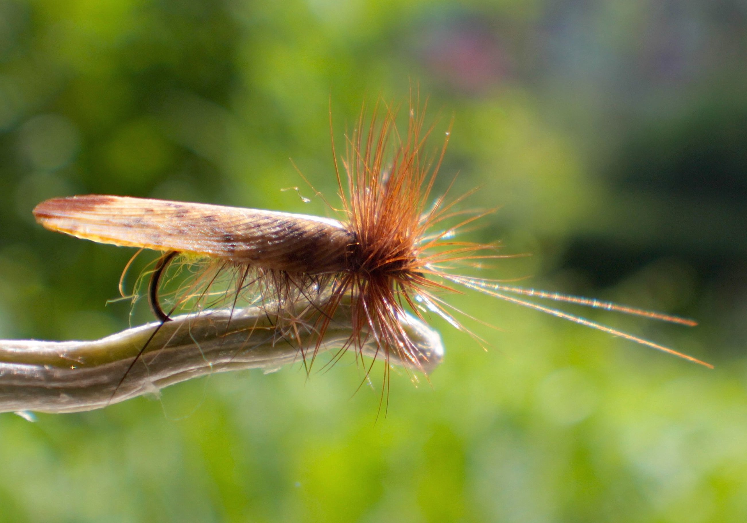 Fliegen Einsteiger Fliegenfischen Köcherfliegen