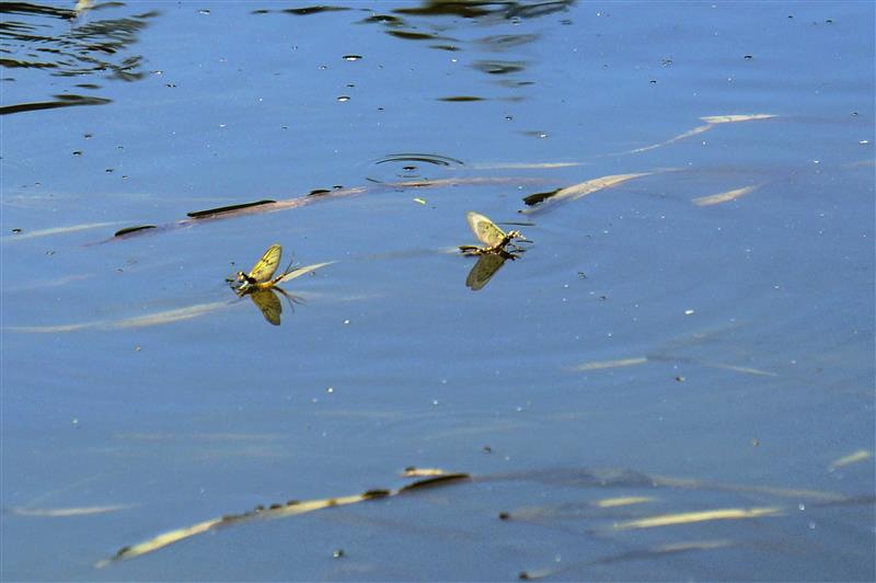 Maifliegen auf dem Wasser der Wiesent