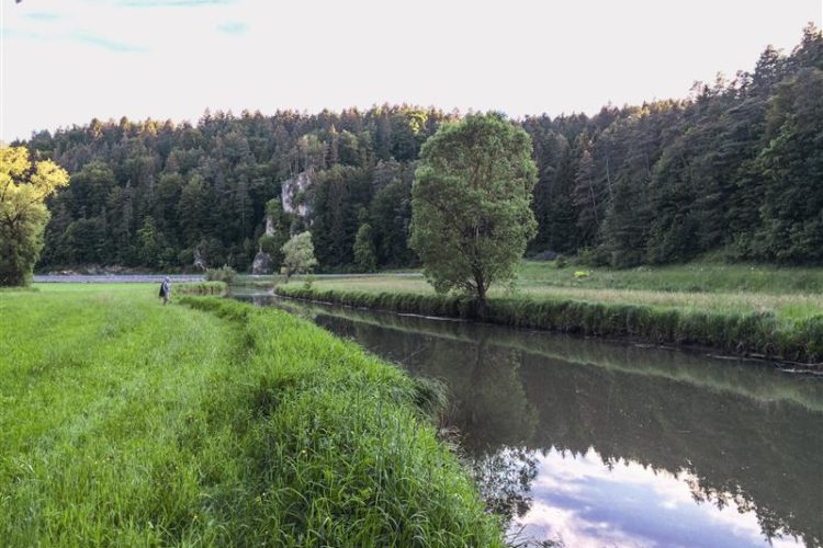Wiesent