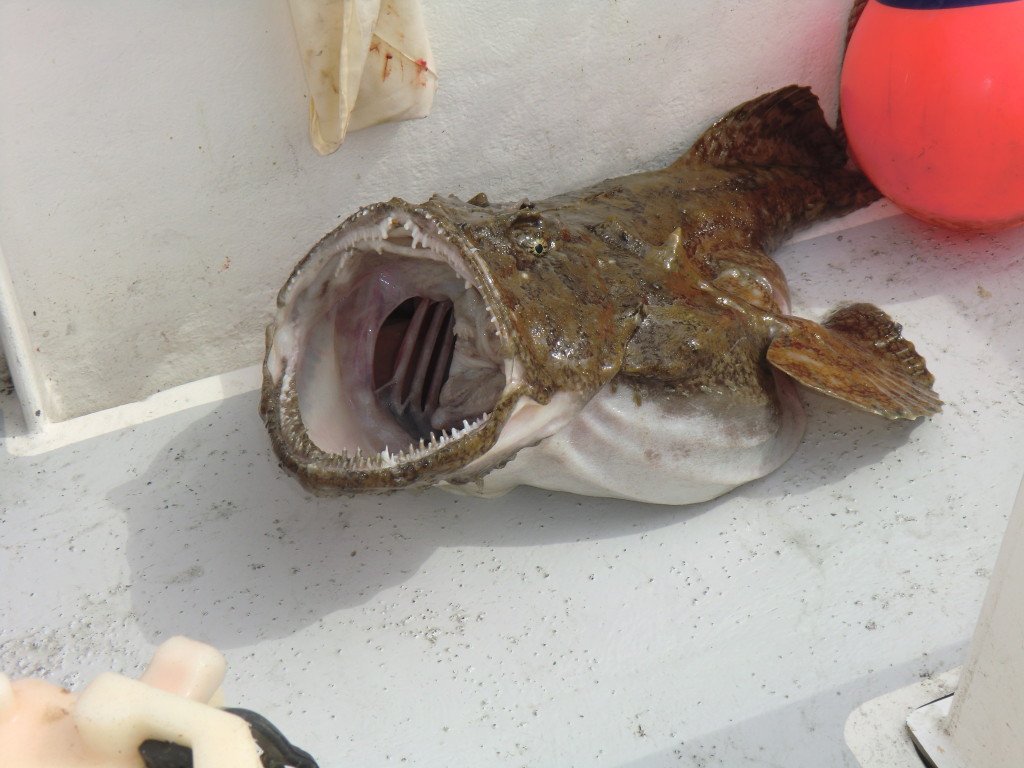 Fisch Teufel Fisch Teufel