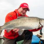 Renkenangeln, Renke, Felchen und Maränen (die auf dem Foto stammt aus Norddeutschland) sind die typischen Fische, die mit der Hegene gefangen werden. Blinker-Autor Matze Brauch hat diese Fischart in einem See in Mecklenburg-Vorpommern für sich entdeckt.