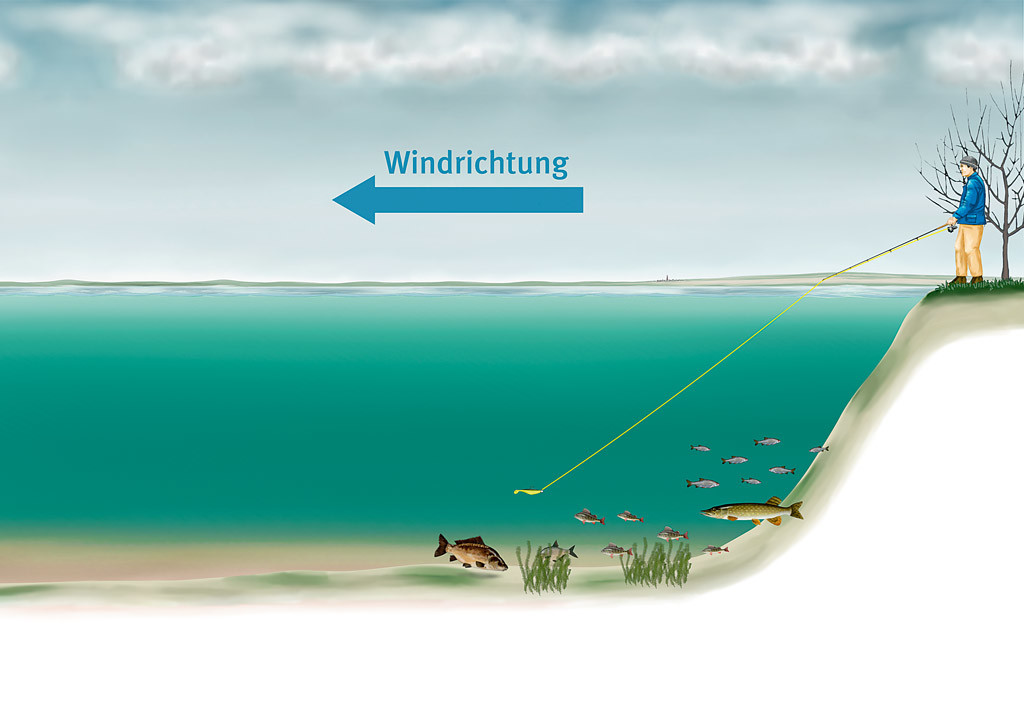 Der Wind drückt das kalte Wasser weg und wärmeres schiebt sich nach oben. An solchen Spots halten sich gerne Weißfische und damit auch die Hechte im Winter auf.