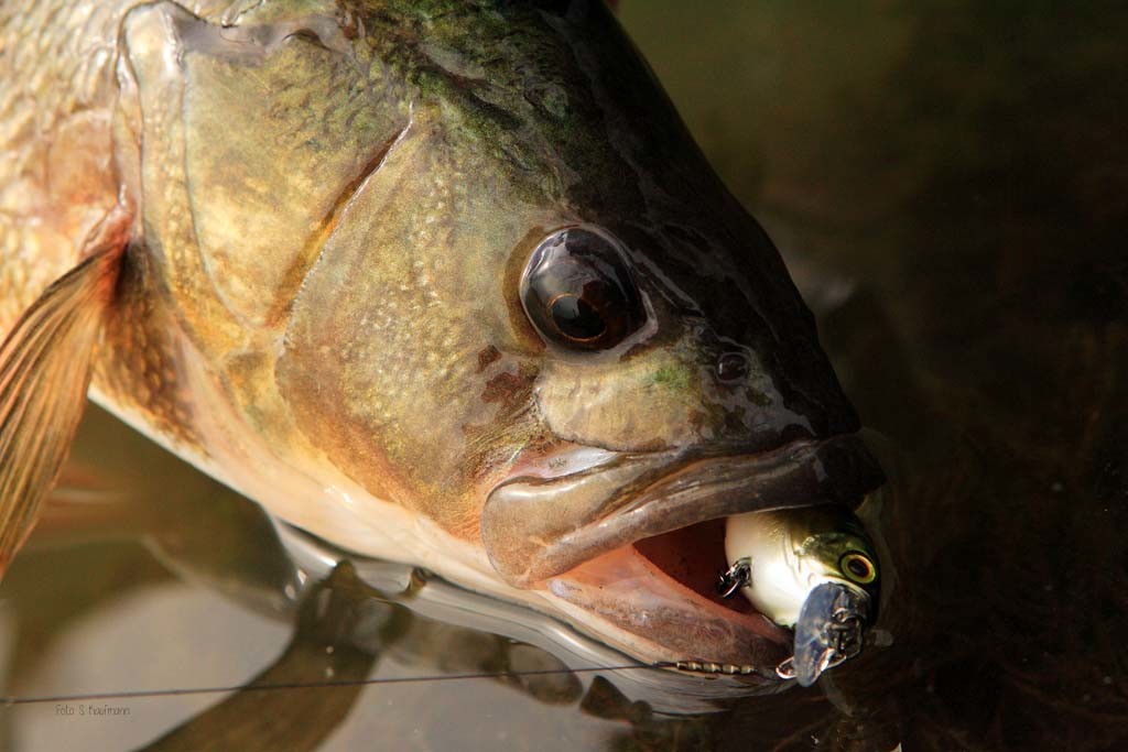 Beim Barschangeln im Winter mit Wobblern sollte man bei Hechtvorkommen zum Stahlvorfach greifen. Wie man sehen kann, stört das Fische nicht. 