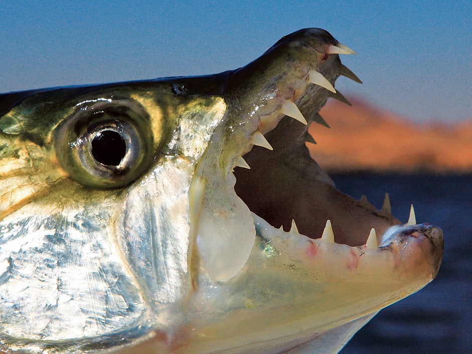 Bei manchem Fisch sind die Zähne kennzeichnendes Merkmal: Was ins Maul eines Tigerfischs gerät, kann nicht mehr Entkommen.