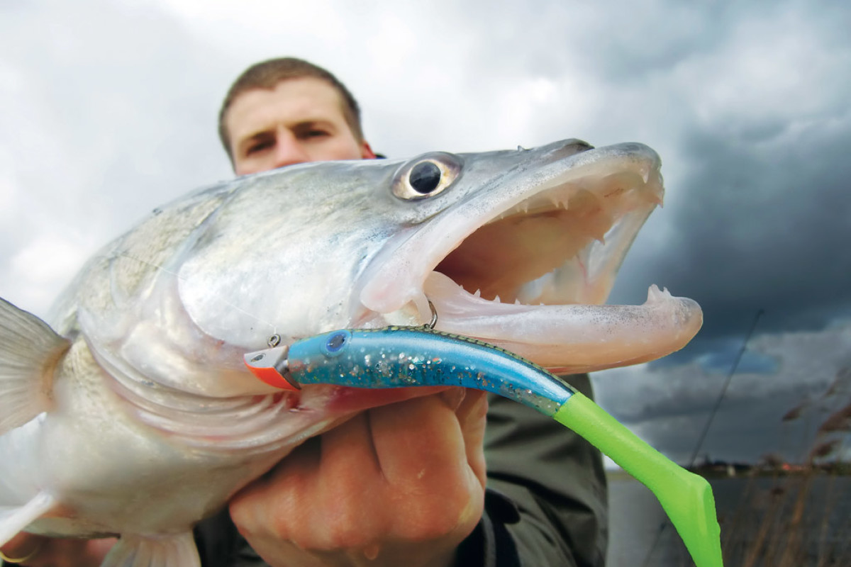 Beim Angeln mit Gummifisch gehen einen nicht nur Zander an den Haken, sondern auch alle anderen Raubfische im Süß- und Salzwasser. Foto: BLINKER/A. Pawlitzki