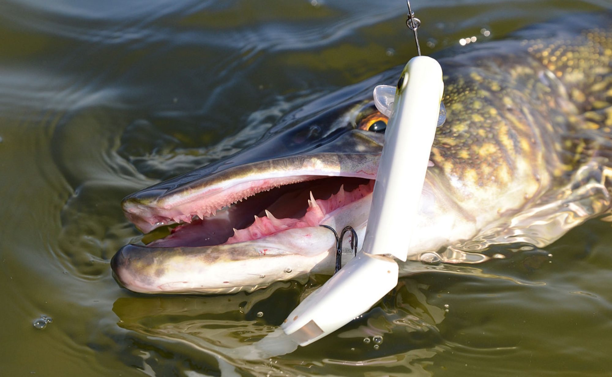 Swimbait mehrteilig