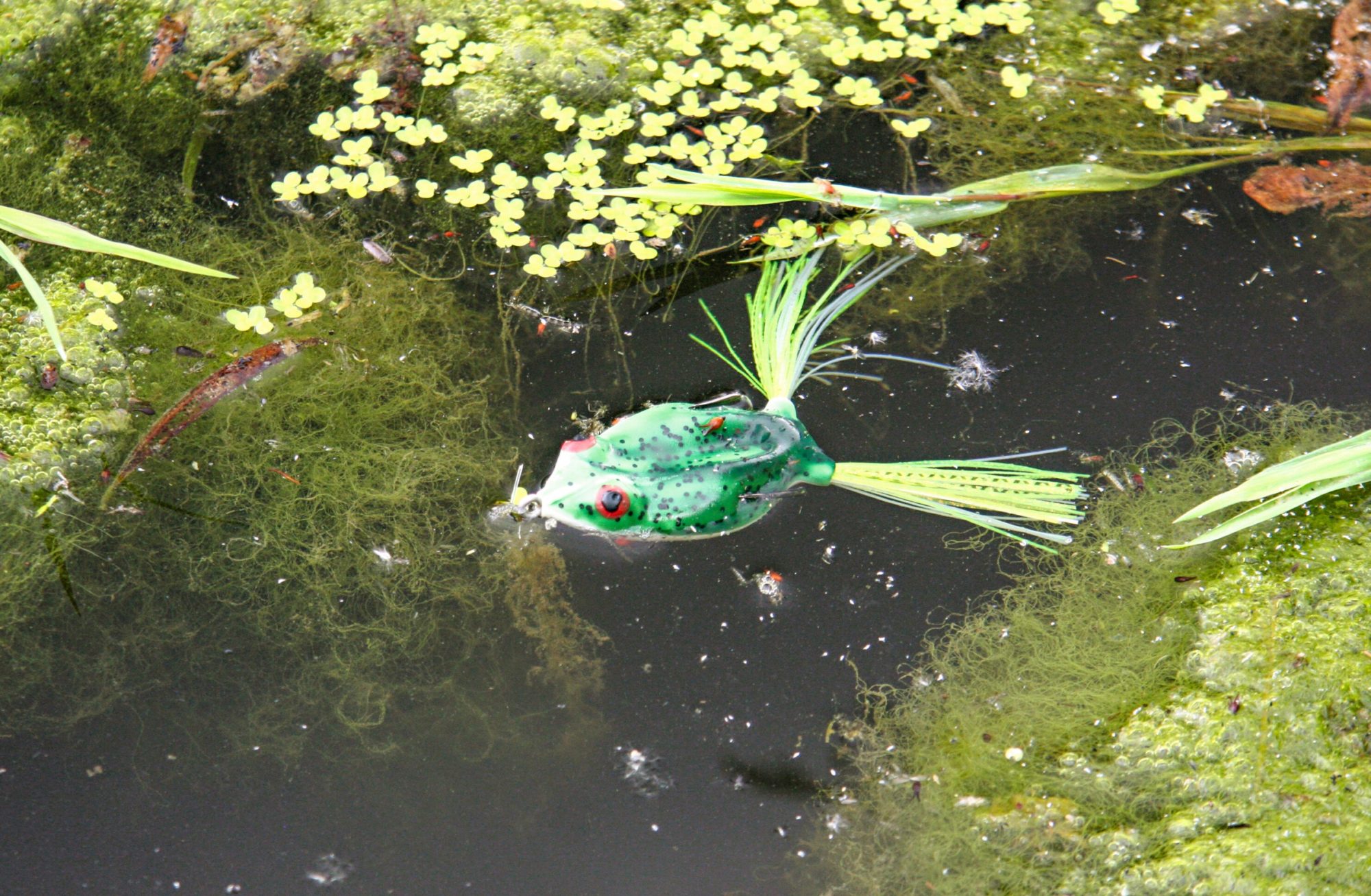 Topwater Frog Hecht