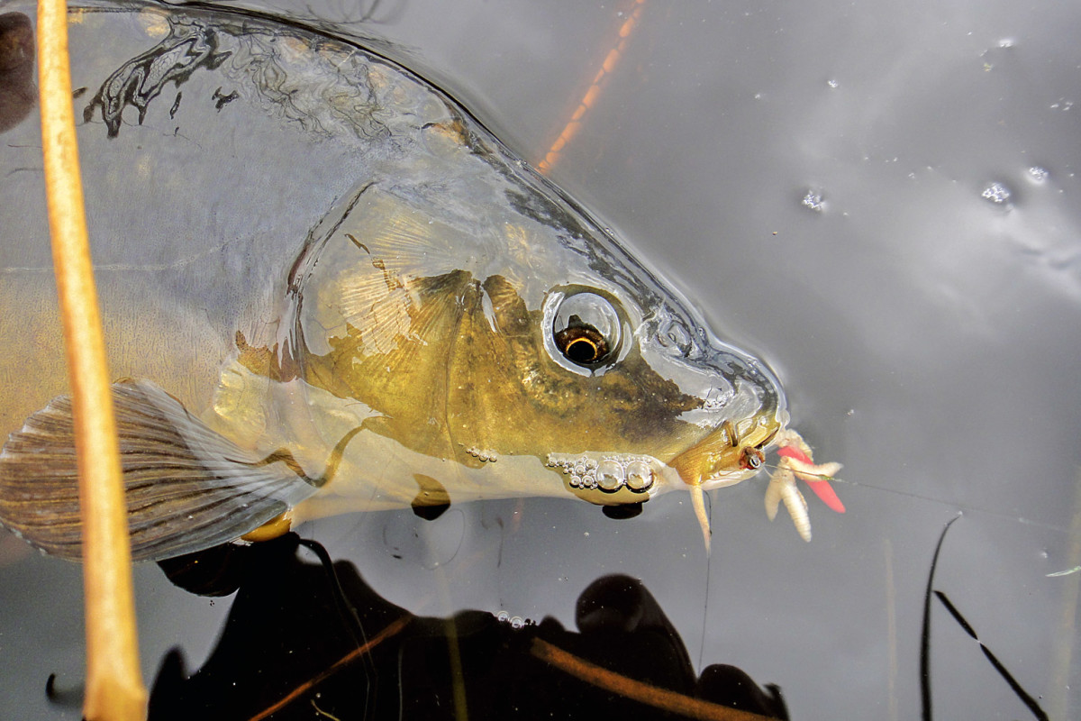 Karpfenangeln mit Madenclip ist besonders an schwierigen Gewässern oft erfolgsentscheidend. Foto: BLINKER/F. Schlichting