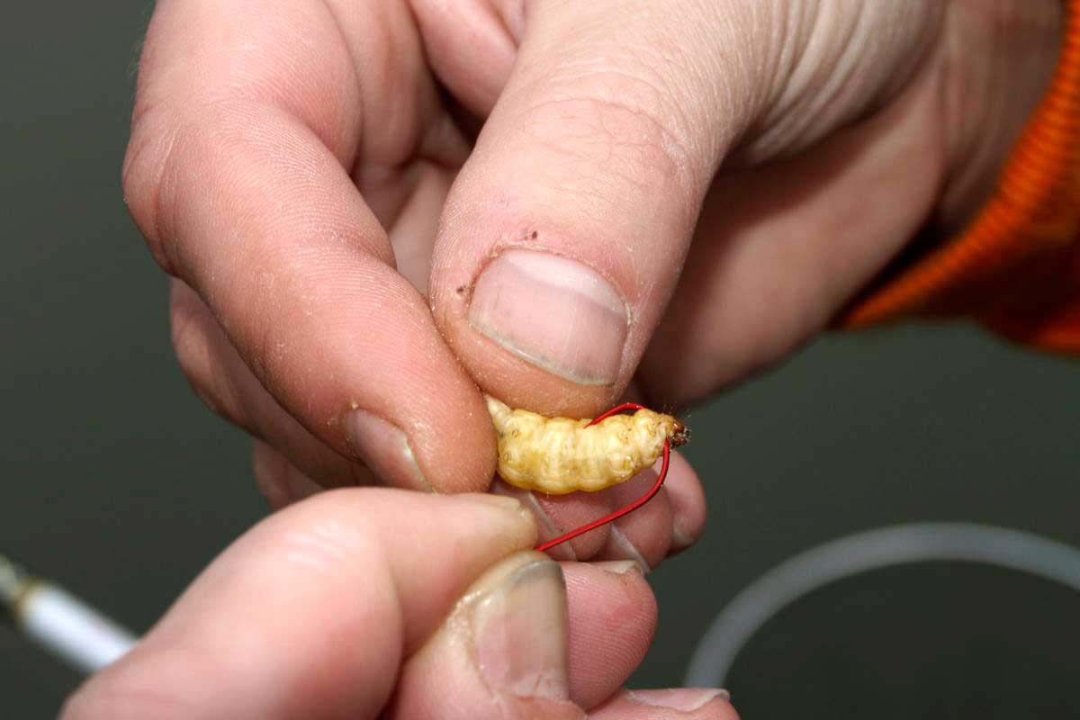 Danach sticht man den Haken noch zweimal durch den Körper der Bienenmade. Foto: Gregor Bradler