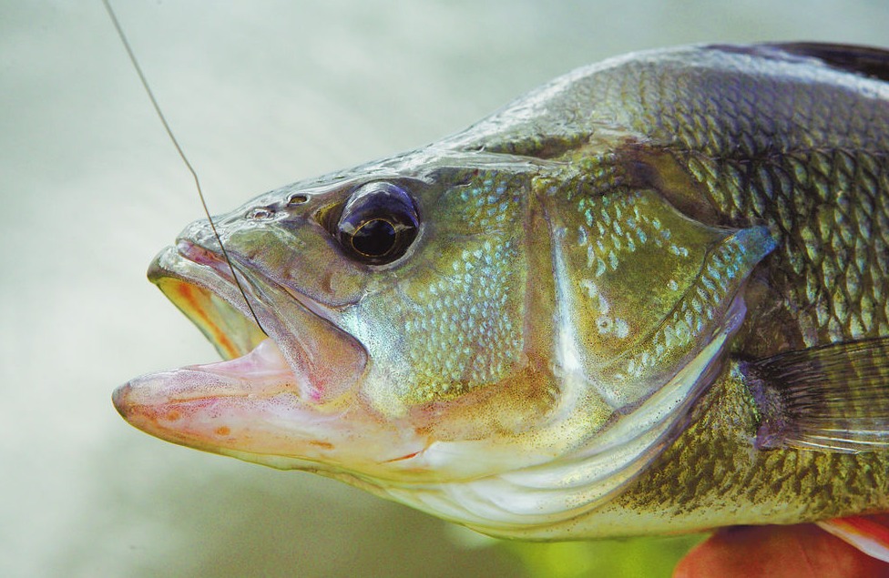 Barsch mit Stahlvorfach