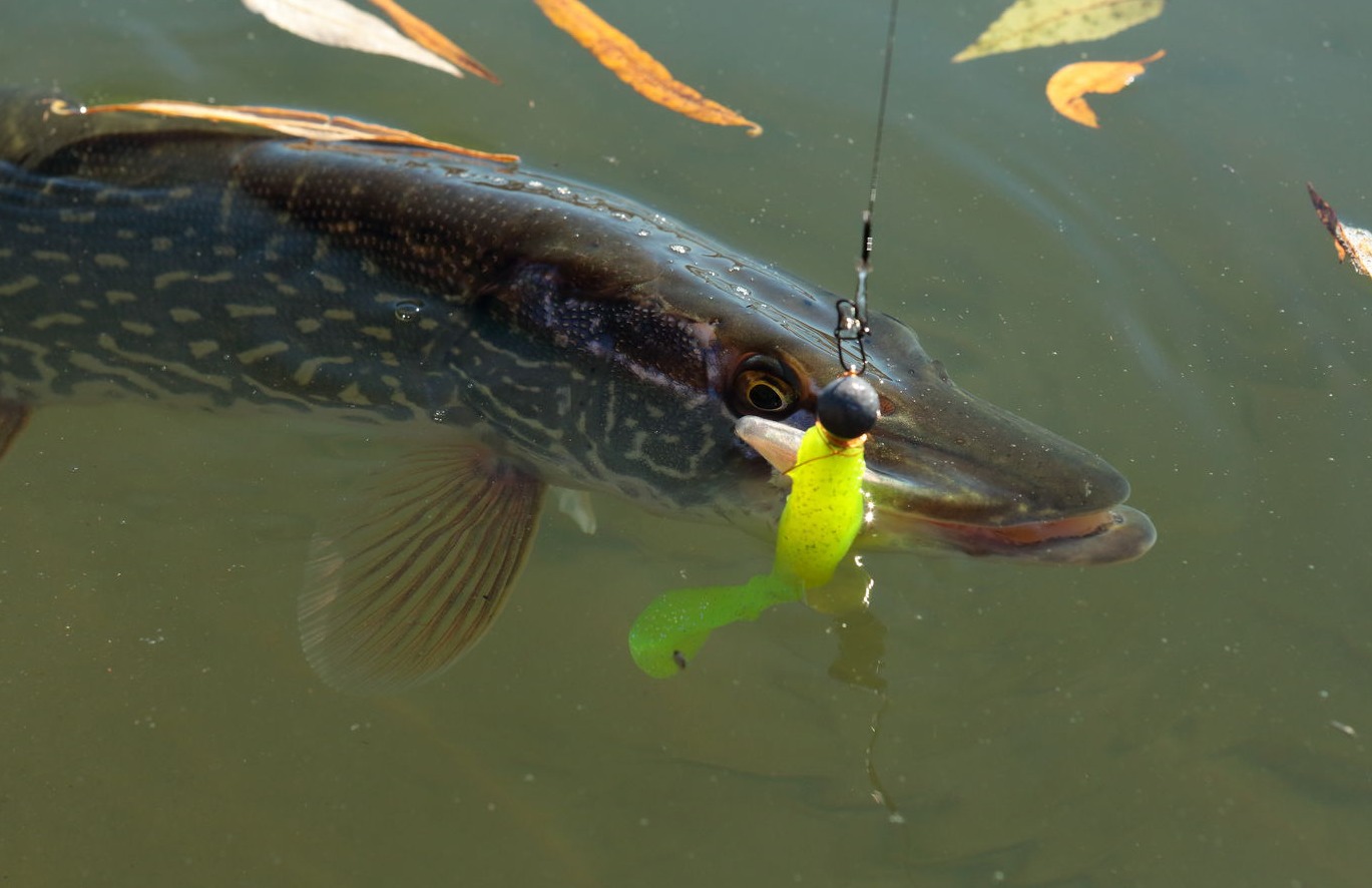 Hecht mit Gummifisch am Stahlvorfach