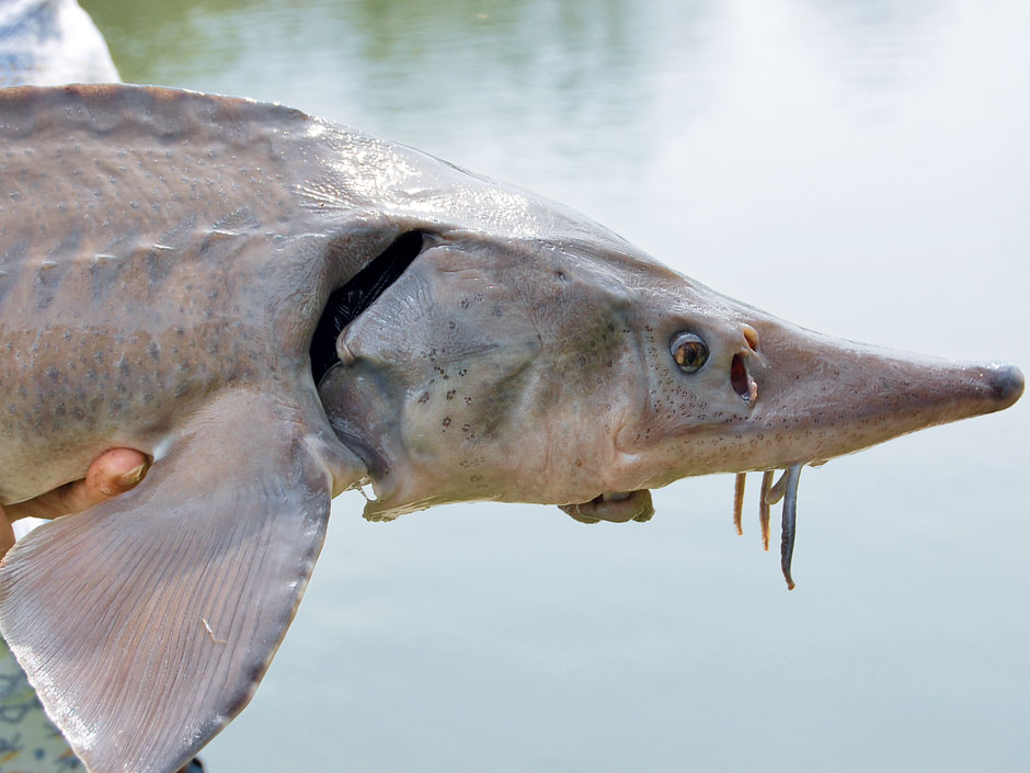 Störe sind die größten Süßwasserfische Europas. Früher waren sie in vielen Gewässern heimisch. Foto: Archiv