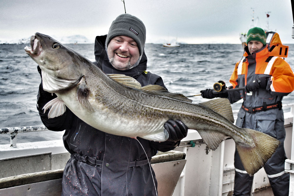 Die Dorsche erreichen Gewichte bis über 60 Pfund. Ende August sind die dicken Winterdorsche nicht da, was aber nicht heißt, dass man vor den Lofoten keine großen Dorsche fangen kann.