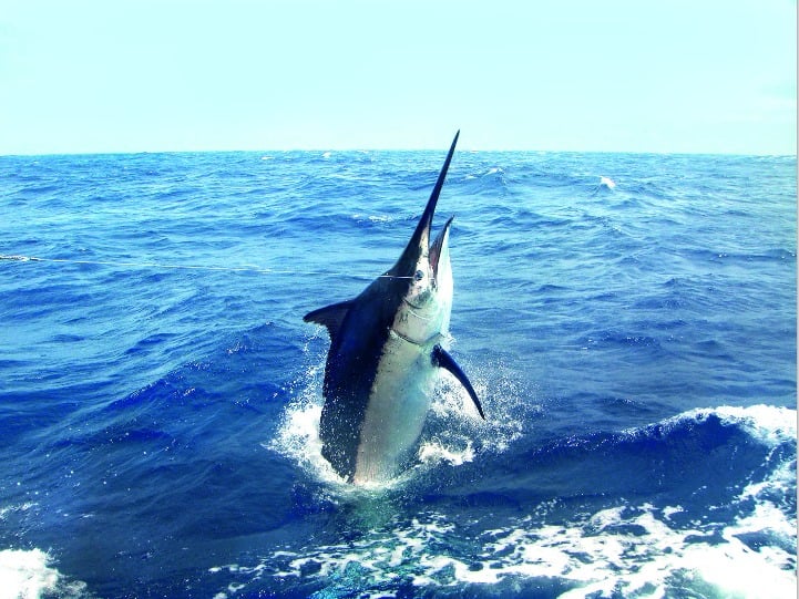Als er auf Marlin fischte, erlebte ein Angler im Jahr 1999 den längsten Drill der Welt. Foto: Archiv
