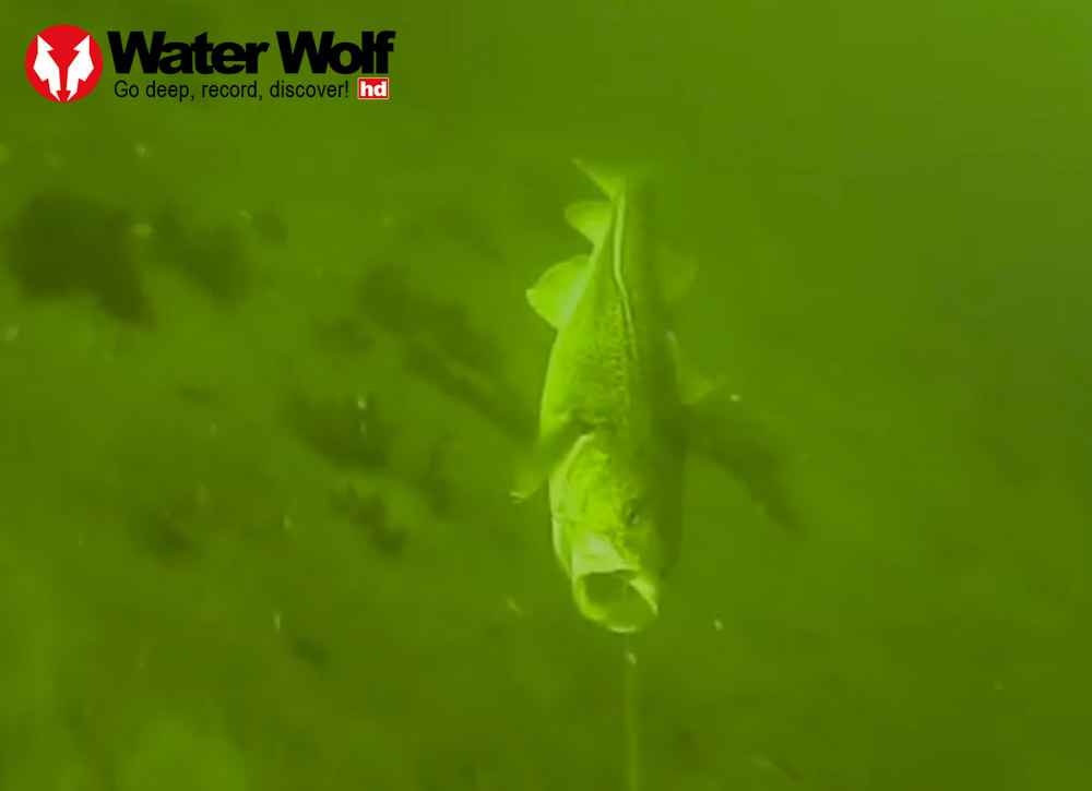 Ich sehe was, was du nicht siehts Water Wolf Kamera im Test BLINKER