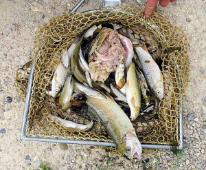Ein trauriger Anblick: Forellen, Döbel und Barben können nur noch tot aus der Url geborgen werden. Jetzt wurde eine Belohnung zu Feststellung des Gewässerverschmutzers ausgesetzt. © www.oekf.at