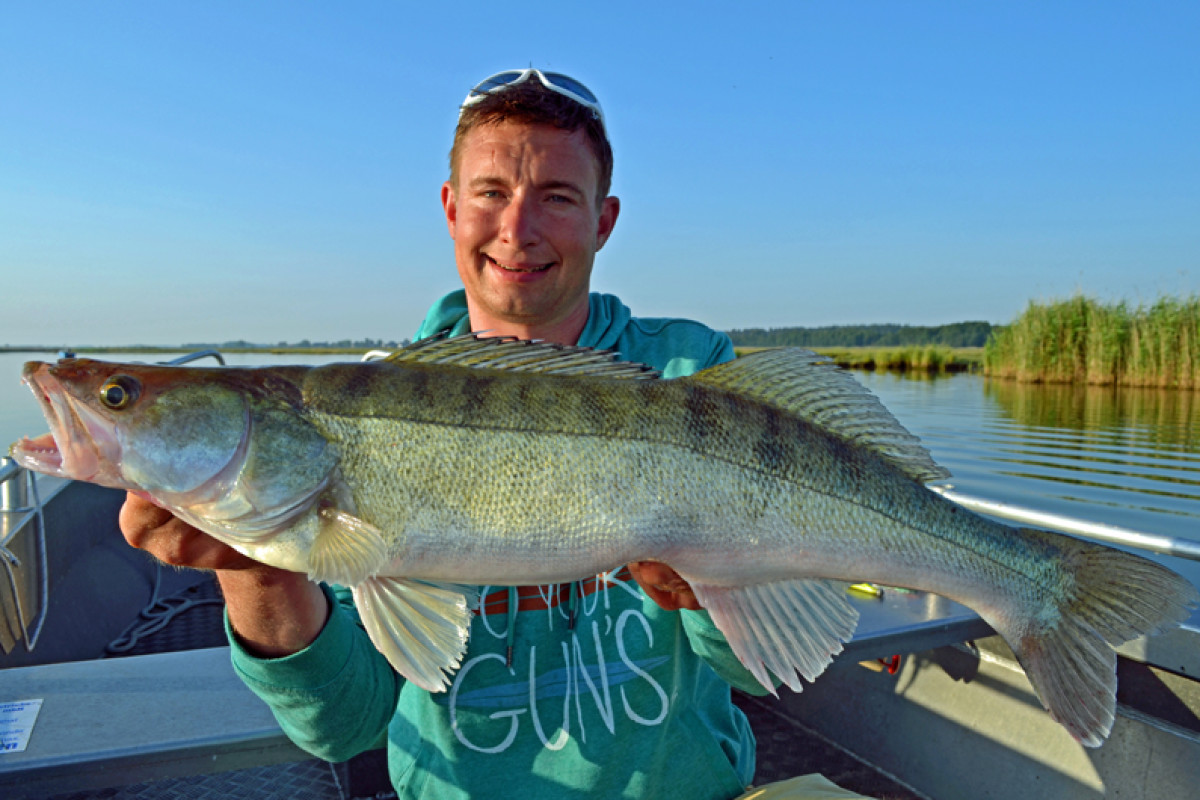 Veit Wilde mit einem stattlichen Zander. Foto: V. Wilde