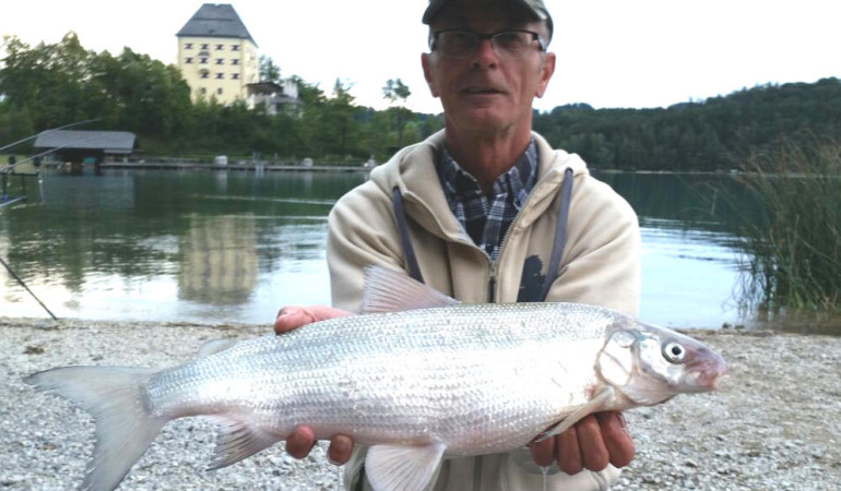 Diese 61er Renke landete Gottfried Haselberger aus dem Fuschlsee/A. © G. Haselberger