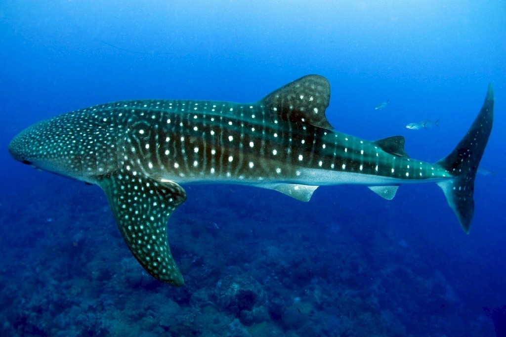 Mit etwa 14 Metern größter Fisch der Welt: der Walhai.