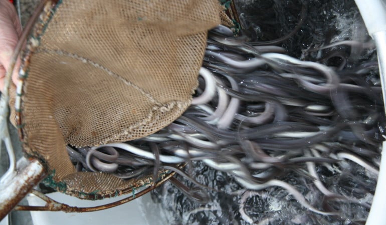 Ohne den umfangreichen Aalbesatz von Angelvereinen wäre der Aal vielleicht schon ausgestorben. Foto: BLINKER-Archiv