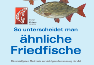 Friedfische sicher bestimmen - BLINKER