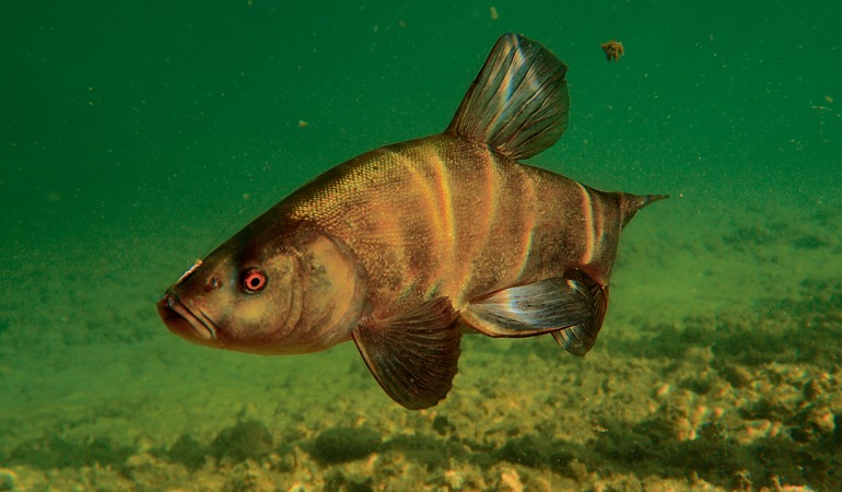 Der Fang einer großen Schleie ist der Traum vieler Friedfischangler – und gelingt auch mit Old-School-Gerät. Foto: BLINKER / O. Portrat