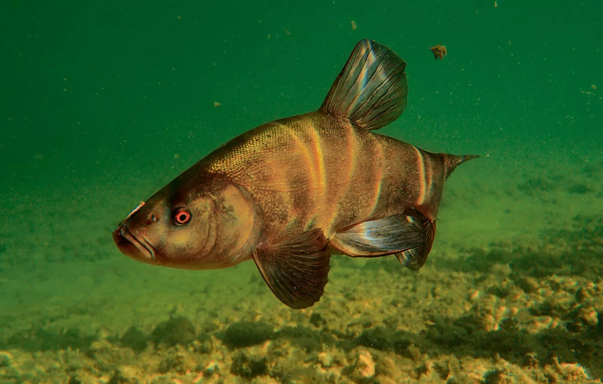 Der Fang einer großen Schleie ist der Traum vieler Friedfischangler – und gelingt auch mit Old-School-Gerät. Foto: BLINKER / O. Portrat