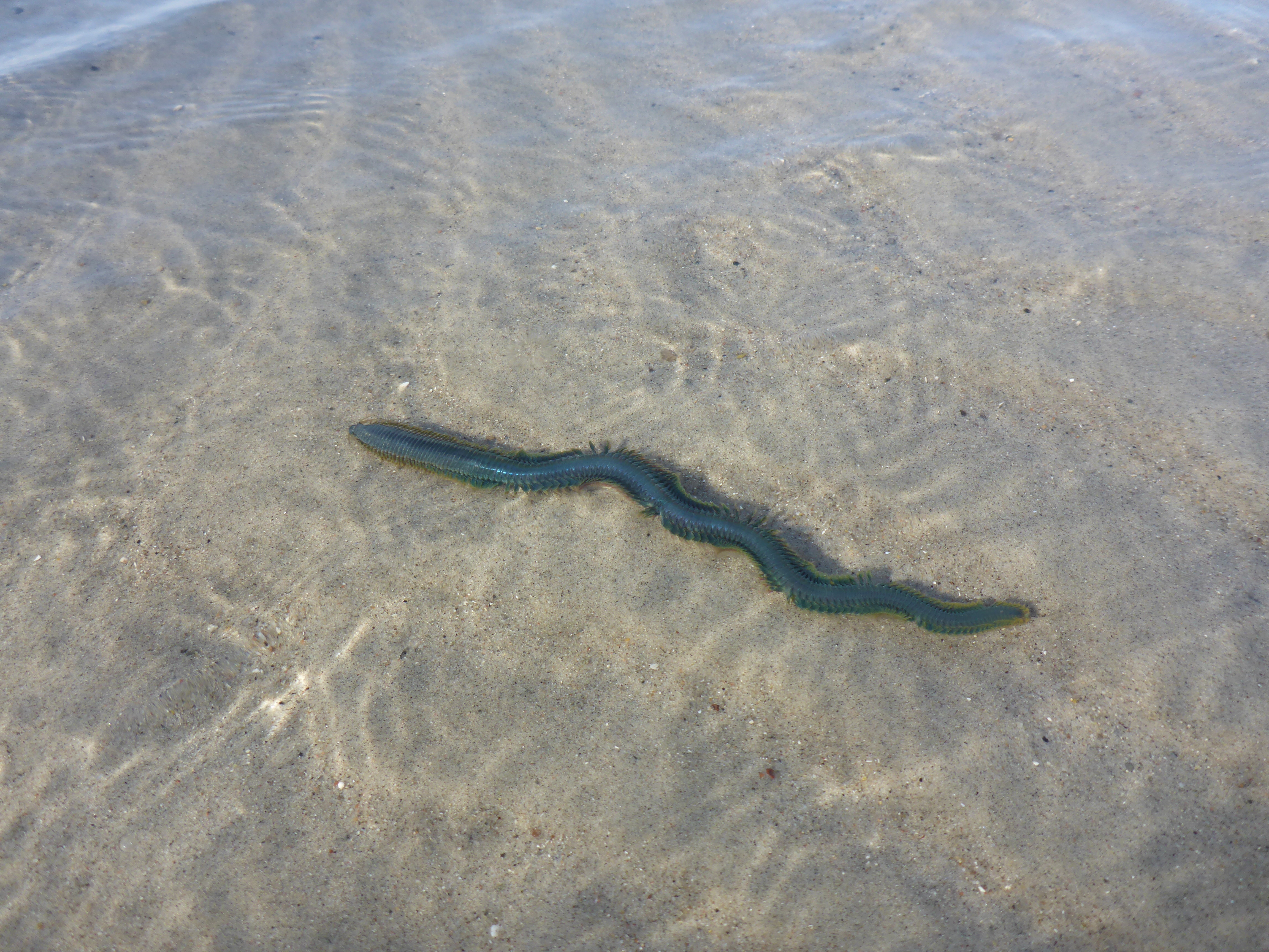 Ein schwärmender Seeringelwurm (Nereis diversicolor) im Flachwasser. Foto: J. Radtke