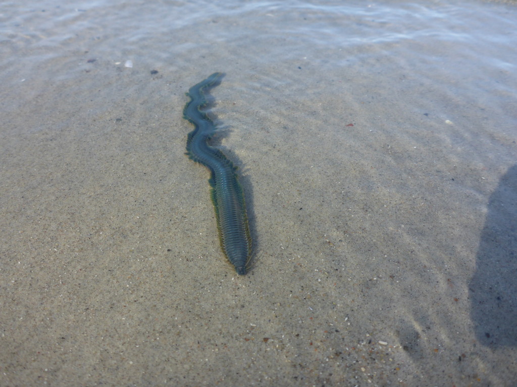 Der Nereis Diversicolor in voller Pracht. Der Borstenwurm wird bis zu 20 Zentimeter lang und hat am Kopf Zangen, mit denen er ordentlich kneifen kann. Doch wenn ihn ein Dorsch oder eine Meerforelle erwischt, ist er der Gekniffene... © J.Radtke