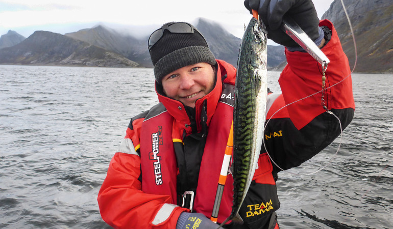 Solche dicken Makrelen schmecken nicht nur gut, sondern lassen sich auch wunderbar als Köderfisch zum Angeln vor den Lofoten verwenden.