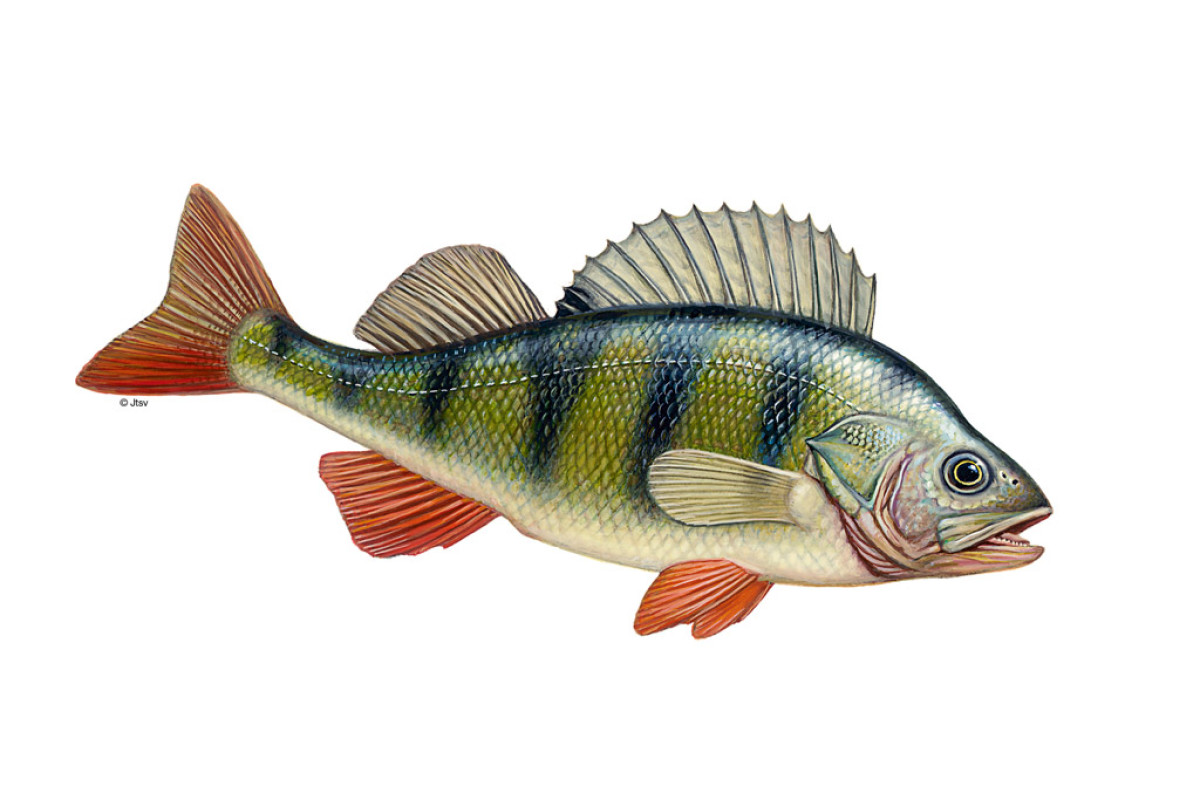 Der Flussbarsch (Perca fluviatilis) ist eine in Deutschland weit verbreitete Fischart.