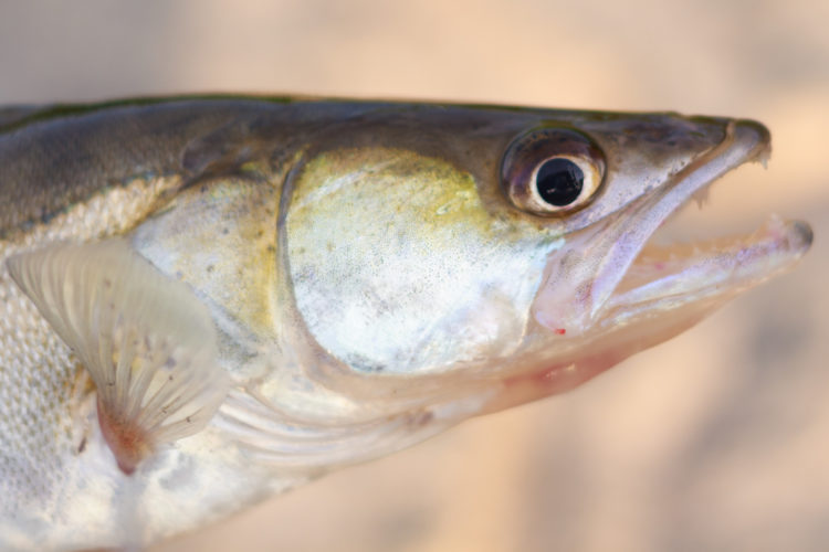 Der Zander verfügt über eine sehr gute Sehleistung – den großen „Glasaugen“ sei Dank! Foto: Fotolia