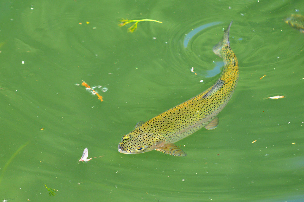 Diese Regenbogenforelle nimmt die Maifliege genau unter die Lupe! Ein guter Trick: Lassen Sie Ihre Maifliege leicht zittern – der Fisch wird sie garantiert nehmen!