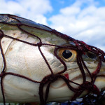 Eine Meerforelle im Kescher. Auf www.Danfishing.de finden Sie Informationen zum Angeln in Dänemark.
