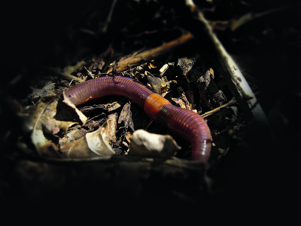 Tauwurm zählen zu den Top-Ködern in der Angelwelt. Mit kaum einen anderen Köder lassen sich so viele Fische fangen. Wer sich seine Tauwürmer hältert und sogar selber züchtet, hat so immer den passenden Vorrat. 