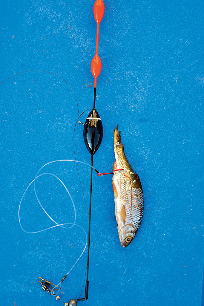 Wichtig beim Zanderangeln mit Pose: Auch diese sollte dem Fisch beim Biss keinen Widerstand bieten. Schlanke Modelle sind gefragt. Foto: Blinker