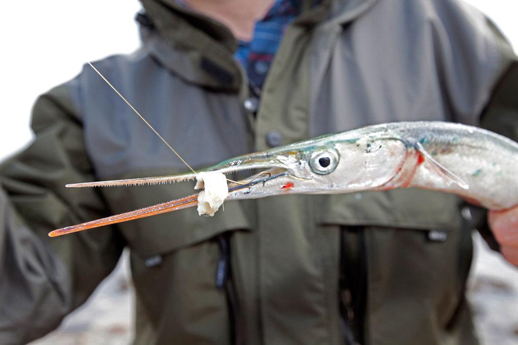 Beim Angeln auf Hornhecht sind Fischfetzen meist die beste Wahl. Damit sie auf die Silberpfeile attraktiv wirken, sollte man sie zum rotieren bringen. Foto: BLINKER/R. Schwarzer 