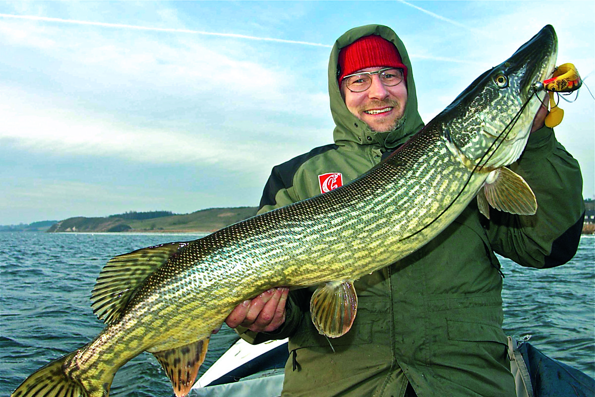 Beim Angeln in den Bodden muss man stets mit soclhen kapitalen Hechten rechnen. Dieser schlanke Fisch von 1,16 Meter biss in nur 1,6 Meter flachem Wasser auf einen großen Gummifisch. Foto: BLINKER