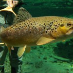 Fliegenfischen Geräte-Tipps Einsteiger Anfänger