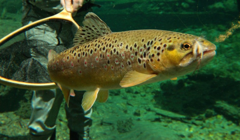 Fliegenfischen Geräte-Tipps Einsteiger Anfänger