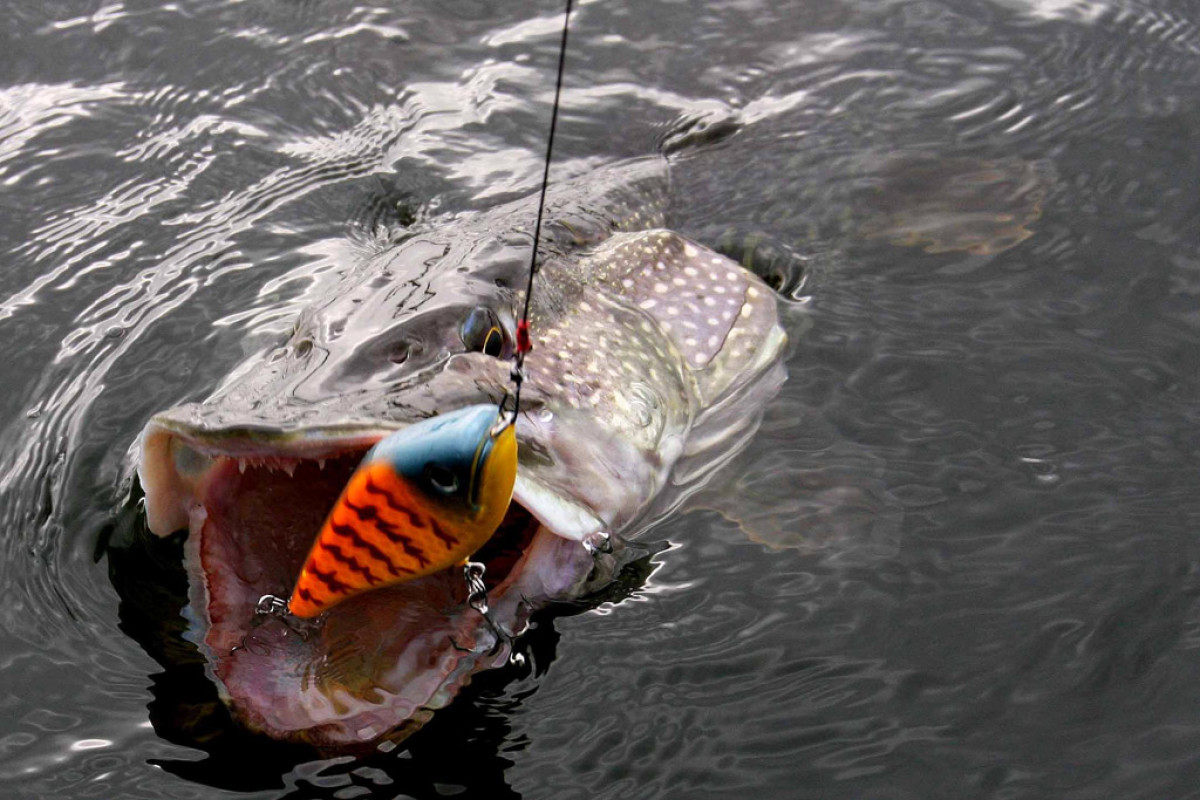 Jerkbaitangeln im Tiefen eröffnet uns Anglern Möglichkeiten, auch die tief stehende Fische an den Haken zu bringen. Foto: BLINKER